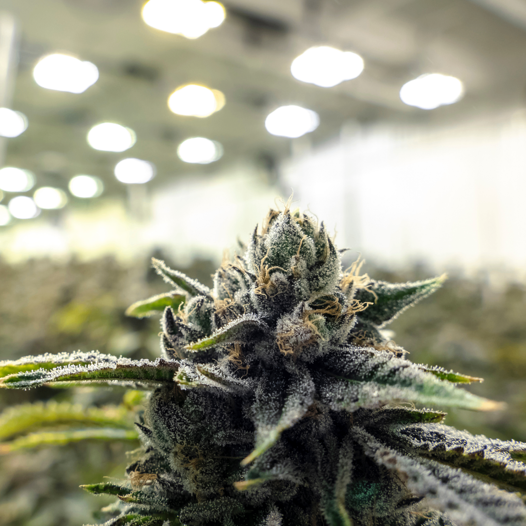 UNDERSTANDING CANNABIS EFFECTS