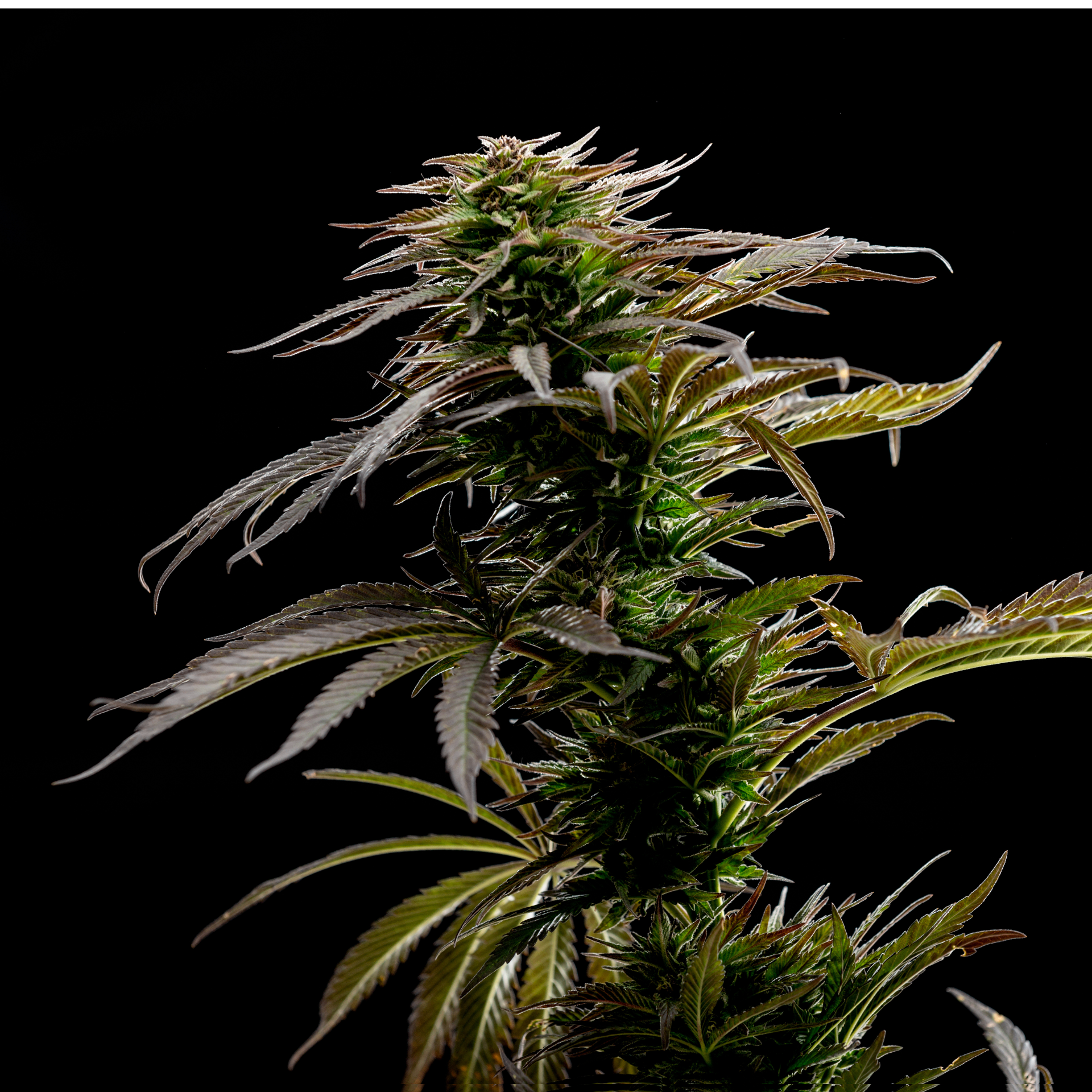 UNDERSTANDING CANNABIS LAWS