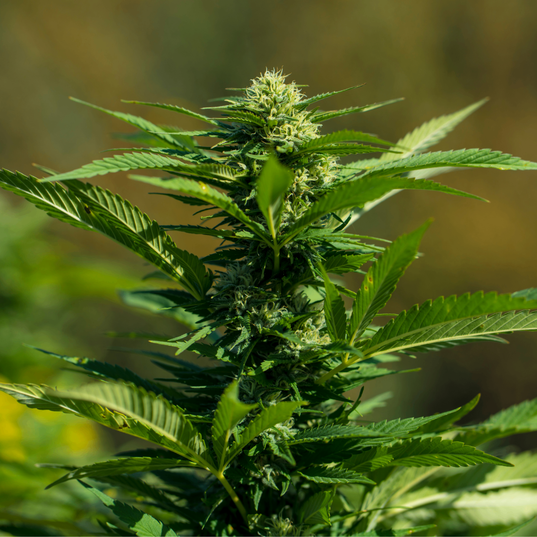 UNDERSTANDING CANNABIS COMPONENTS